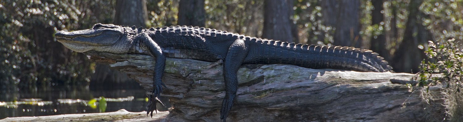 Large picture of an American Alligator