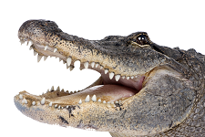 American Alligator Logo